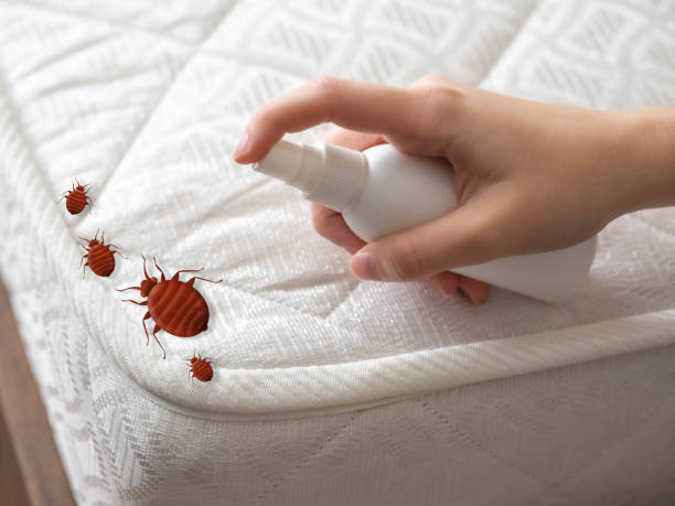 Best Spider Control Near Me  in Lake Lorraine, FL
