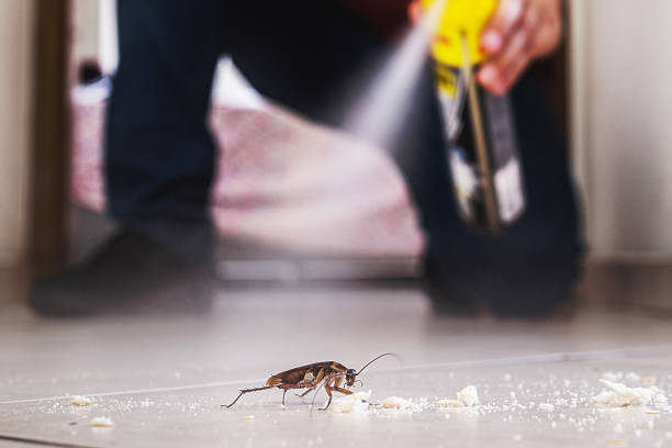 Best Pest Removal Services  in Lake Lorraine, FL