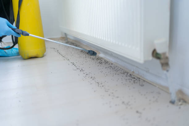 Best Pest Prevention Services  in Lake Lorraine, FL